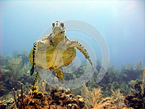 Sea turtle meets scuba diver head on