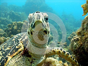 Sea turtle meets scuba diver head on