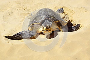 Sea turtle on Nacpan beach. El Nido