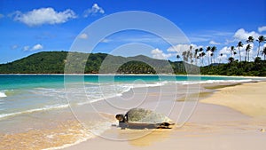 Sea turtle on Nacpan beach. El Nido