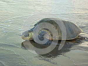 Sea turtle photo