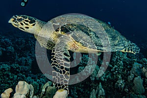 Sea turtle in the Red Sea