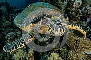 Sea turtle in the Red Sea