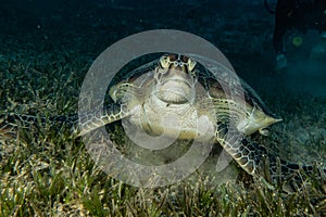 Sea turtle in the Red Sea