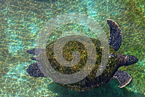 Sea turtle in the Red Sea