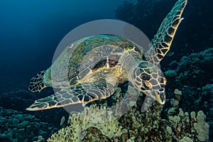 Sea turtle in the Red Sea, dahab, blue lagoon sinai