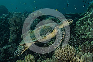 Sea turtle in the Red Sea, dahab, blue lagoon sinai