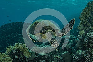 Sea turtle in the Red Sea, dahab, blue lagoon sinai