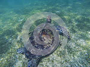 Sea turtle and remora sucker fish photo. Marine green sea turtle closeup. Wildlife of tropical coral reef. photo