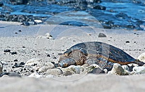 Sea Turtle Resting on Beach