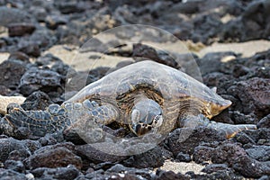 Sea Turtle Resting in the Hawaii Beach Sand