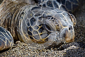 Sea Turtle Resting in the Hawaii Beach Sand