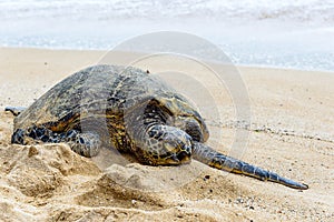 Sea turtle resting on Oahu beach in Hawaii, United States.