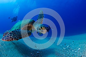 Sea turtle resting in the reefs of Cabo Pulmo photo