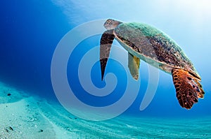 Sea turtle resting in the reefs of Cabo Pulmo photo