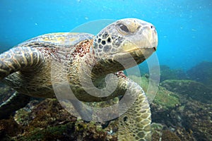 Sea turtle resting underwater