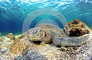 Sea turtle resting underwater