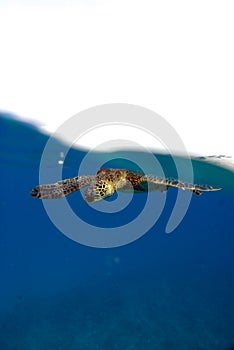 Sea turtle riding a wave