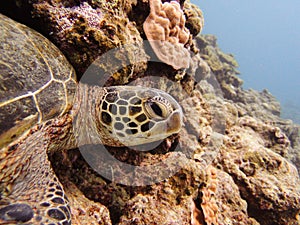 Sea turtle