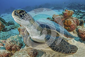 Sea turtle