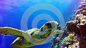 Sea turtle and sandy seabed. Underwater video from scuba diving with the turtles.