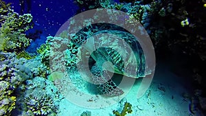 Sea turtle and sandy seabed. Underwater video from scuba diving with the turtles.