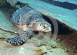 Sea Turtle Scratching