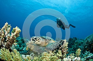 Sea Turtle with scuba diver