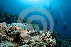 Sea Turtle and scuba divers