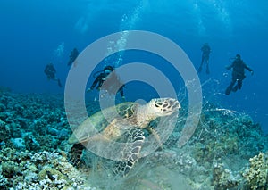 Sea Turtle with scuba divers