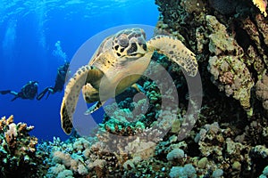 Sea Turtle and Scuba Divers