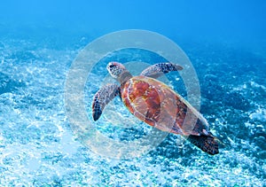 Sea turtle in sea water. Marine green sea turtle closeup. Wildlife of tropical coral reef.
