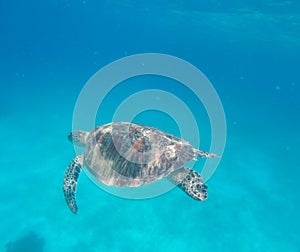 Sea turtle in sea water, top view