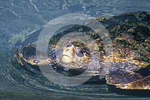 Sea Turtle, Sea World, San Diego, CA