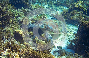 Sea turtle on seabottom with corals. Green sea turtle closeup. Wildlife of tropical coral reef. Tortoise undersea.