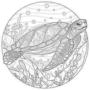 Sea turtle among the seaweed.Coloring book antistress and adults