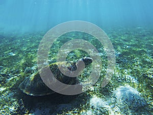 Sea turtle in shadow of sunlight. Tropical seashore underwater photo. Marine tortoise undersea.