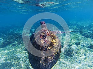 Sea turtle in shallow seawater. Seaworld underwater photo. Green turtle undersea