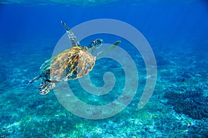 Sea turtle in shallow water underwater photo. Marine green turtle. Wildlife of tropical coral reef. Sea tortoise dive up