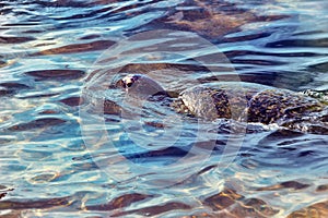 Sea turtle in the shallow waters