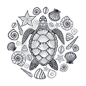 Sea turtle and shells in line art style. Hand drawn vector illustration. Set of ocean elements