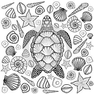 Sea turtle and shells in line art style. Hand drawn vector illustration. Set of ocean elements