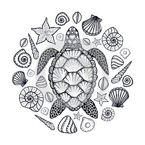 Sea turtle and shells in line art style. Hand drawn vector illustration. Set of ocean elements photo