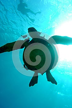 Sea turtle silhouetter from below