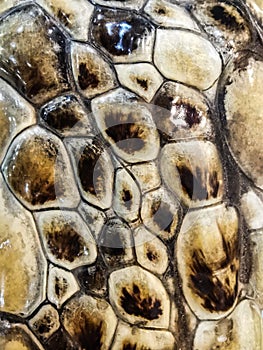 Sea turtle skin,scale, texture. Abstract background