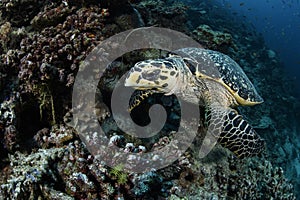 Sea Turtle Sleeping on Ocean Floor