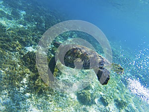 Sea turtle in sunshine. Coral reef animal underwater photo. Marine tortoise undersea