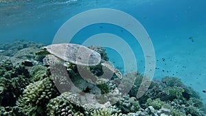 Sea Turtle swim over top coral reef under surface of water. Hawksbill Sea Turtle or Bissa Eretmochelys imbricata