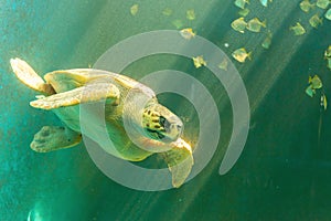 Sea turtle swimming