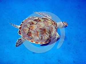 Sea turtle swimming